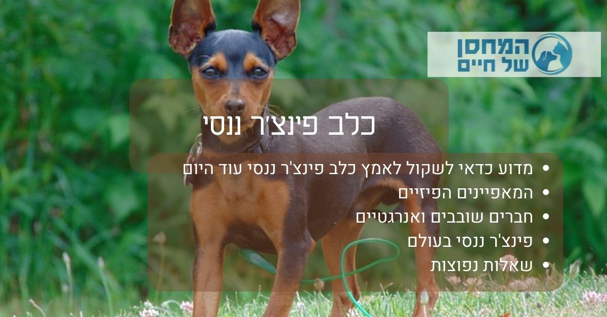 כלב פינצר ננסי שחור